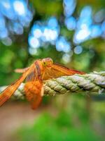 beautiful grasshopper photo