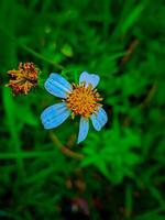 hermosa flor foto