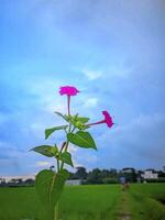 hermosa flor foto