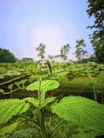 Beautiful flower photo