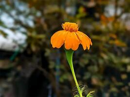 hermosa flor foto