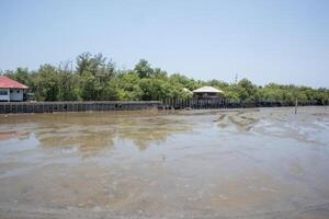 rubber wheel wall protect wave in mangrove forest at Thailand photo