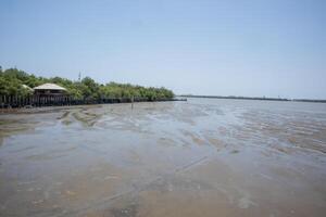 rubber wheel wall protect wave in mangrove forest at Thailand photo