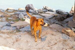 dog next to the Beach at Nakornsrithammarat, Thailand photo