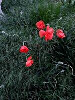 Red poppies in green grass. Natural background photo