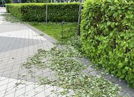 a trimmed hedge with leaves left in a circle on the pavement photo