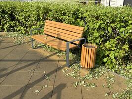 a trimmed hedge with leaves left in a circle on the pavement photo