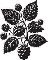 Boysenberries, fruit silhouette vector
