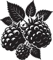 Boysenberries, fruit silhouette vector