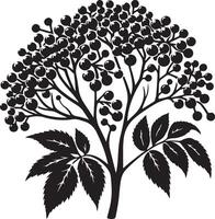 baya del saúco, Fruta silueta, negro color silueta vector