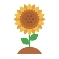 Sunflower icon growing from the soil. vector