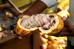 farmer's hands with open cocoa showing showing the fruit and its beans photo