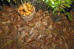 cocoa leaves scattered on the ground photo