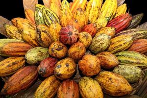baskets filled with whole cocoa fruit photo