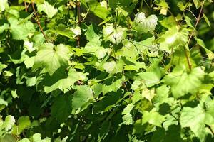 Landscapes and details of beautiful vineyard in southern Brazil photo