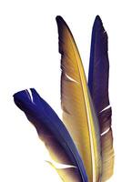 colorful bird feathers on white background photo