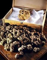 White truffle, a very rare and expensive Italian spice, much appreciated in haute cuisine photo