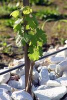 Landscapes and details of beautiful vineyard in southern Brazil photo