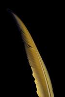 colorful bird feathers on black background photo