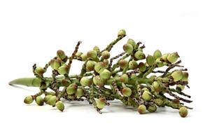 Licuri, an exotic Brazilian vegetable used in gastronomy photo