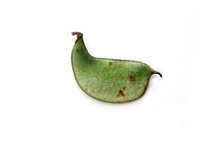 oído de capellán, delicioso brasileño vegetal extensamente usado en Cocinando foto