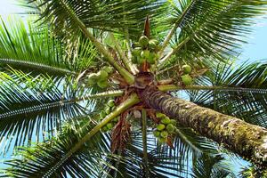 Coco arboles lleno de cocos en ilhabela brasileño costa foto