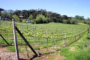 Landscapes and details of beautiful vineyard in southern Brazil photo