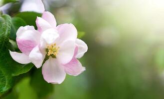 Branch of a blossoming apple tree on a sunny day. Spring time. Natural wallpaper. Copy space. Selective focus. photo