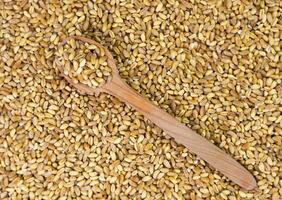 Wheat grains in a wooden spoon on scattered grains of wheat. Top view. Close-up. Selective focus. photo