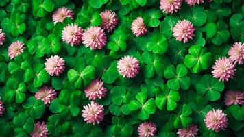 Four-leaf clover with blooming flowers. Aesthetic, refreshing, and lush leaves fill the frame. Fresh, vivid green foliage background. AI-Generative photo