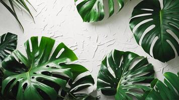 Monstera plant with copy space on a wet white background. Aesthetic and refreshing tropical leaves template. Fresh green monstera leaves on a bright table. AI-Generative photo