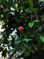 un soltero rojo flor en el medio de un verde árbol foto