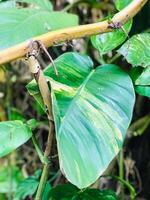 a plant with green leaves and a yellow stem photo