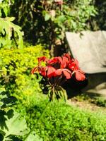 a red flower in a garden photo