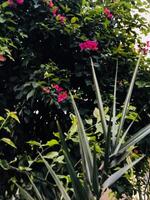 a plant with pink flowers in the background photo