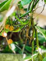 a plant with fruit hanging from it photo