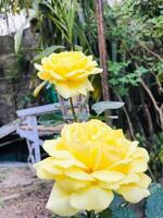 Two yellow roses in the garden photo