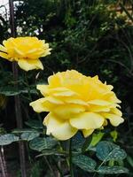 Two yellow roses in the garden photo