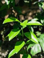 a close up of a lemon tree with green leaves photo