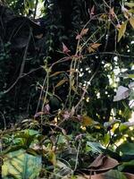 un verde hoja con un borroso antecedentes de un árbol con un borroso antecedentes. foto