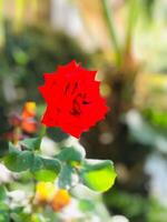 un rojo Rosa es en el medio de un jardín foto