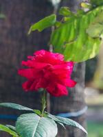 a red rose is in the middle of a garden photo