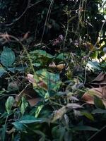 un verde hoja con un borroso antecedentes de un árbol con un borroso antecedentes. foto