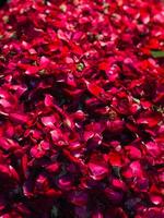 a flower bed with red petals in the center photo