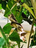 a dead leaf hanging from a tree photo