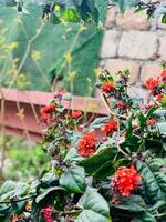 a plant with red flowers and green leaves with a red background photo