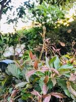 un verde hoja con un borroso antecedentes de un árbol con un borroso antecedentes. foto