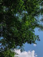 a tree with a bunch of green leaves that is hanging from a branch. photo