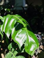 a large green leaf is in the sunlight photo