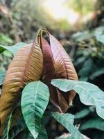 un hoja ese es marrón y verde con marrón lugares. foto